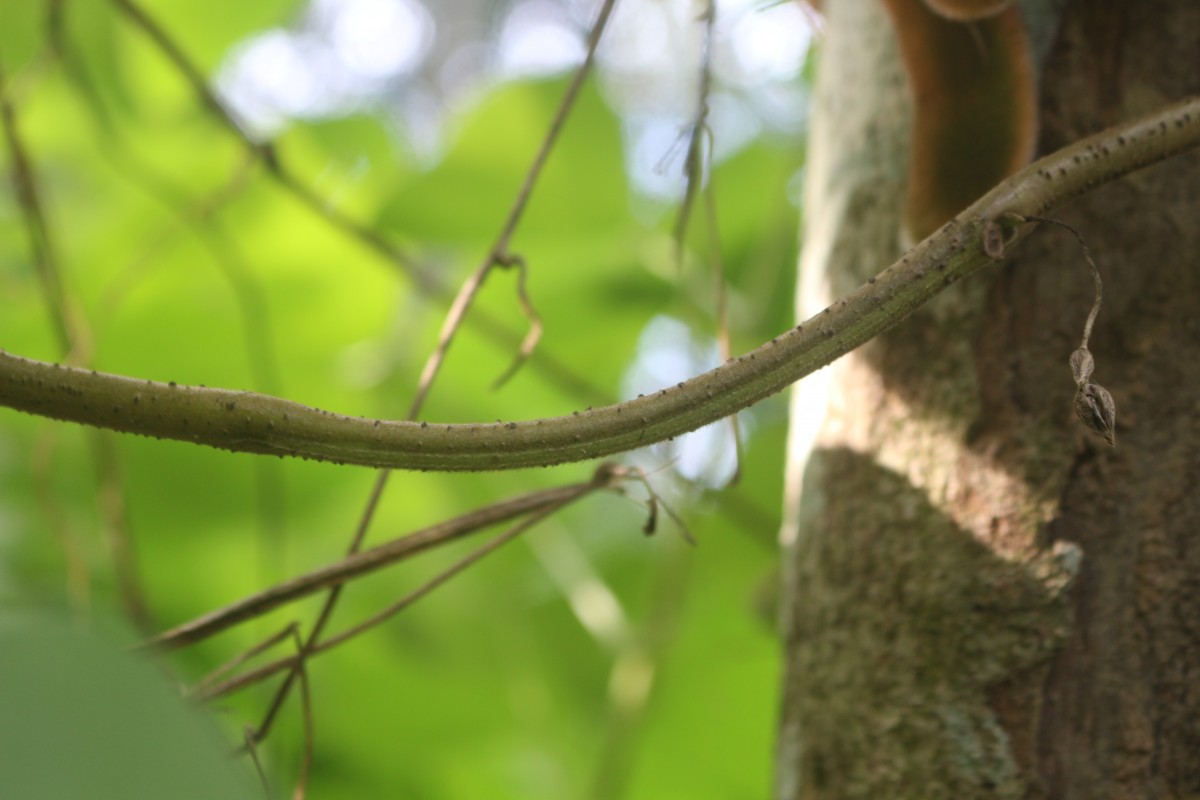 Mucuna pruriens var. pruriens (L.) DC.